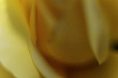 Sarı gül merkezinin soyut yumuşak bulanıklığı. Sanatsal tasarım için rüya gibi çiçek arkaplan dokusu.