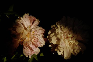 Karanlıkta dramatik spot ışıklarıyla açan iki pembe şakayık çiçeği. Huysuz çiçek sanat fotoğrafçılığı Vampir Romantizmi.