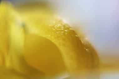 Yumuşak odaklı makroda parlak sarı lale yaprağı eğrisi. Optik bulanık güneşli bahar arkaplanı ve metin için kopyalama alanı.