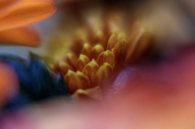 Yumuşak odaklı makroda kırmızı bir kasımpatı çiçeğinin detaylı merkezi. Sanatsal tasarım için karmaşık çiçek dokusu arkaplanı.