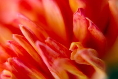 Kırmızı bir kasımpatının ayrıntılı makrosu yumuşak odak noktasında çiçek açar. Tekstil ve duvar kağıdı tasarımı için zarif çiçek desenli arkaplan.