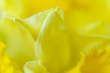 Yumuşak odak katmanlı sarı narsisli yaprakları kapat. Bahar pazarlaması ve hediye kartları için parlak güneşli çiçek arkaplanı.