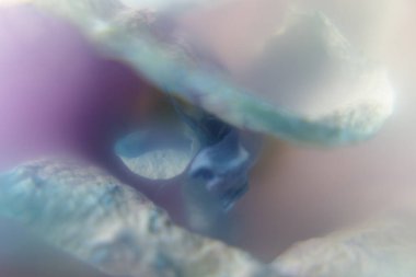 Yumuşak odaklı hassas damarları olan mavi orkide yaprakları. Sanatsal duvar kağıtları ve markalaşma için ruhani çiçek arkaplanı.