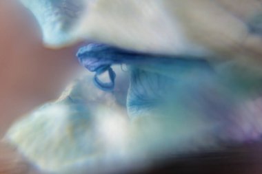 Sanatsal odaklı mavi bir orkide merkezinin matrosu. Yaratıcı tasarım projeleri için mistik ve kırılgan doğa arka planı.