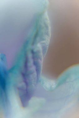 Yumuşak odaklı mavi bir orkide yaprağı eğrisinin dikey makrosu. Sanatsal web tasarımı için minimalist ruhani arkaplan.