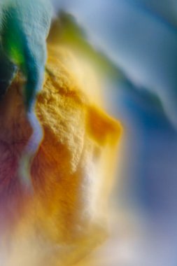 Yumuşak odaklı sarı ve mavi kontrastlı kurumuş çiçek yapraklarından oluşan dikey bir makro. Sanatsal projeler için atmosferik doğa arkaplanı.