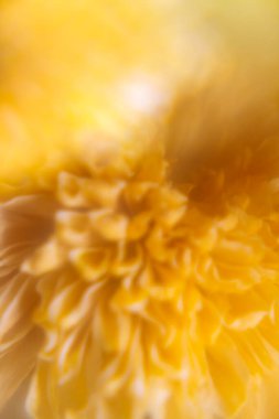 Yumuşak odak bulanıklığı olan canlı, sarı bir kasımpatı merkezine yaklaş. Sağlık ve yaz markalaşması için güneşli çiçek dokusu arka planı.