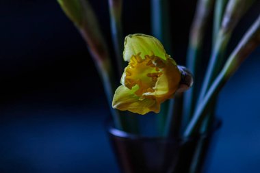 Yellow narcissus flower in a dark vase with dramatic natural side lighting. Elegant floral still life with copy space for luxury branding.