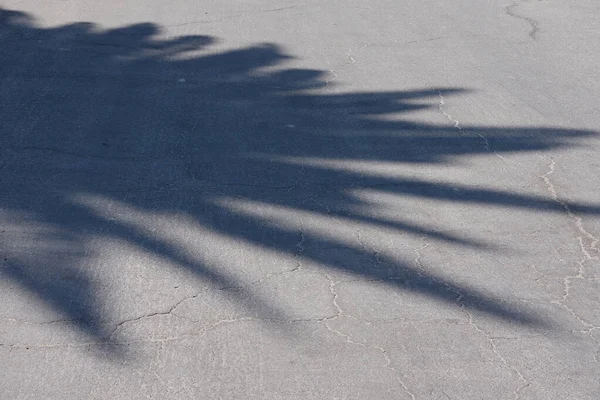 在沥青路面上投下的棕榈树阴影的高角全景特写 — 图库照片