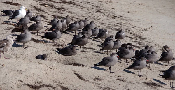 Una Gran Bandada Gaviotas Grises Jóvenes Adulto Blanco Descansando Sobre —  Fotos de Stock