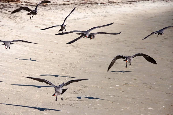 Una Bandada Jóvenes Gaviotas Grises Sobrevolando Una Playa Oceánica —  Fotos de Stock