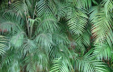 Palmiye yapraklarından oluşan bir ormanın tam kare görüntüsü