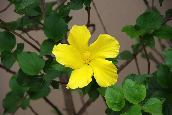 Hohe Winkel Nahaufnahme Von Gelben Hibiskus Eine Blüte — Stockfoto