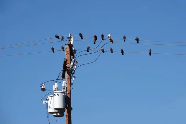 在明亮的蓝天下 坐在电缆线上的电塔顶部和一群鸽子 — 图库照片
