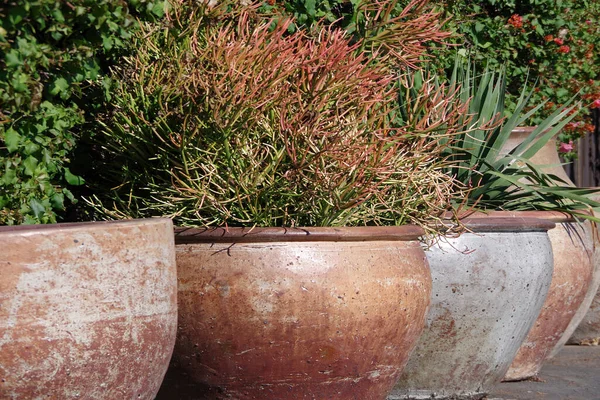 A row of large planter pots with a variety of plants