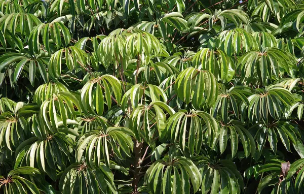 Nahaufnahme Vollbild Des Dicken Großen Laubes Eines Schefflera Regenschirmbaums — Stockfoto