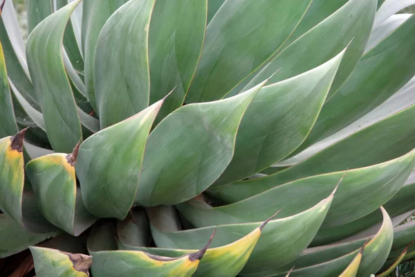 Marco Completo Vista Cerca Una Planta Suculenta Agave Con Sus —  Fotos de Stock