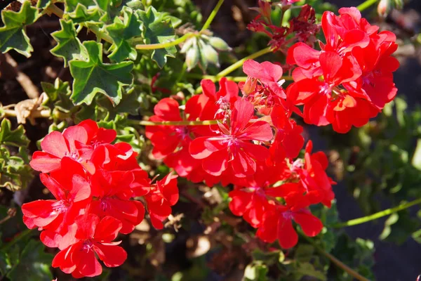 Γκρο Πλαν Άποψη Των Κόκκινων Ανθών Γεράνι Ένα Περιβάλλον Κήπου — Φωτογραφία Αρχείου