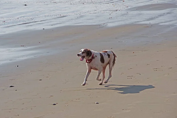 Single Dog Having Fun Running Water Edge California Beach Sunny — Stock Photo, Image