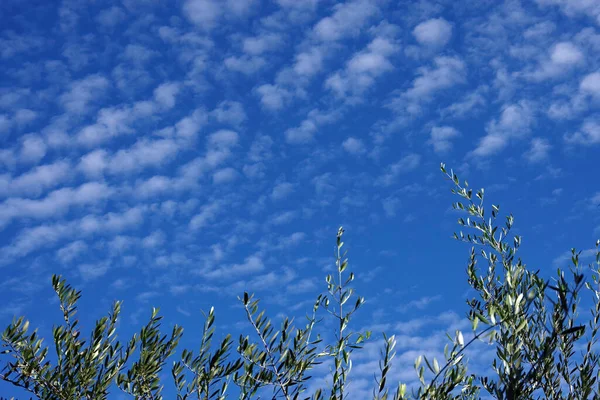 Vista Ángulo Bajo Interesante Formación Pequeñas Nubes Blancas Amplio Cielo — Foto de Stock