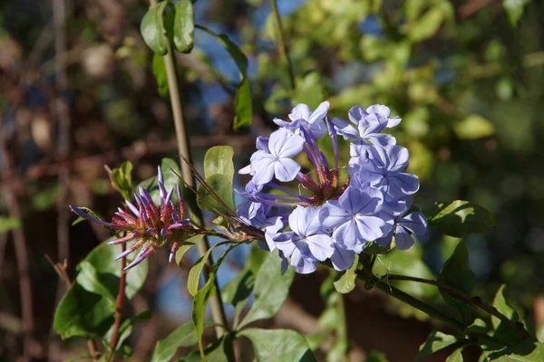 Selectieve Focus Close Van Blauwe Phlox Bloesems — Stockfoto