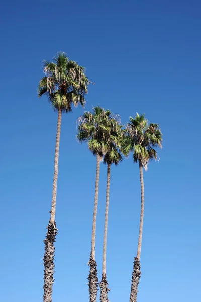Four Very High California Fan Palm Trees Blue Sky — Stock Photo, Image