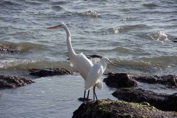 Pair Great Egrets Pacific Ocean Beach Santa Barbara California — Stock Photo, Image