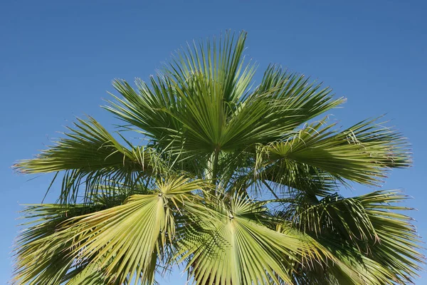 Vista Ángulo Bajo Parte Superior Una Gran Palmera Abanico Nativa — Foto de Stock