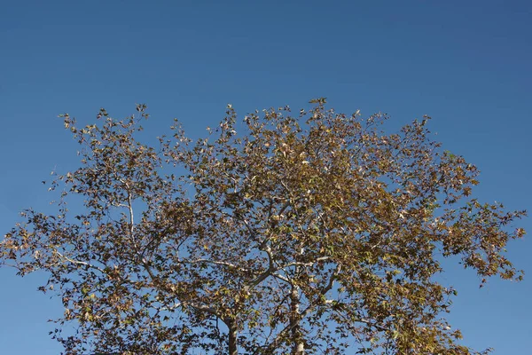 Widok Korony Drzewa Sycamore Jego Ostatnich Liści Kolorze Pod Jasnym — Zdjęcie stockowe