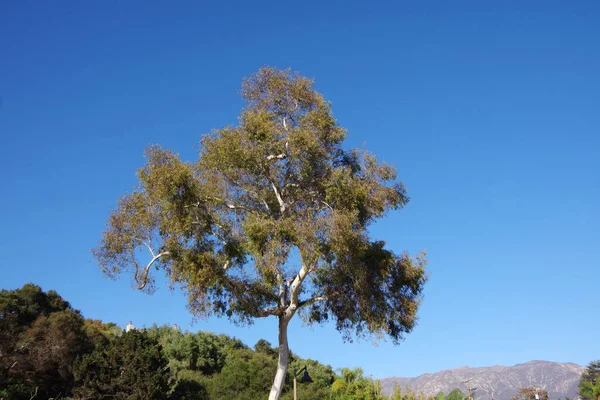 Panoramic view of the landscape around the community of Montecito near Santa Barbara in southern California with an eucalyptus tree and blue sky
