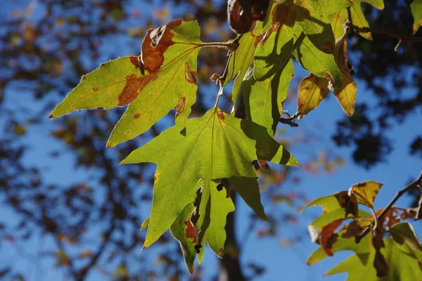 紅葉したもみじの枝や葉を間近に眺めながら青空を背景に — ストック写真