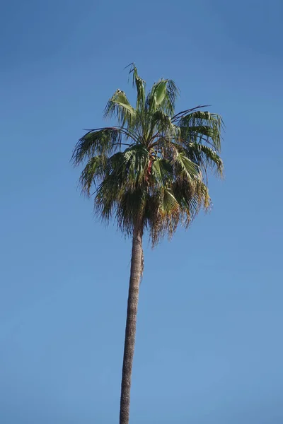 Spitze Einer Einzigen Großen Kalifornischen Fächerpalme Unter Blauem Himmel — Stockfoto