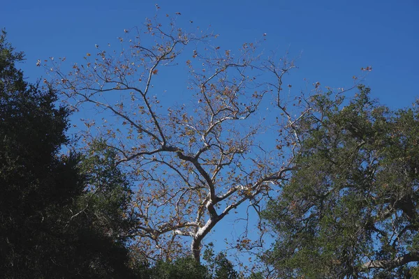 Looking through a group of forest trees at a perfect blue California winter sky above