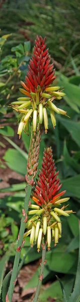 Duas Flores Aloés Vermelhas Amarelas Primavera — Fotografia de Stock