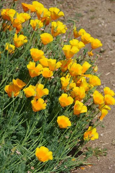 Kaliforniya Altın Gelincik Çiçekleri Doğal Bir Açık Hava Ortamında — Stok fotoğraf