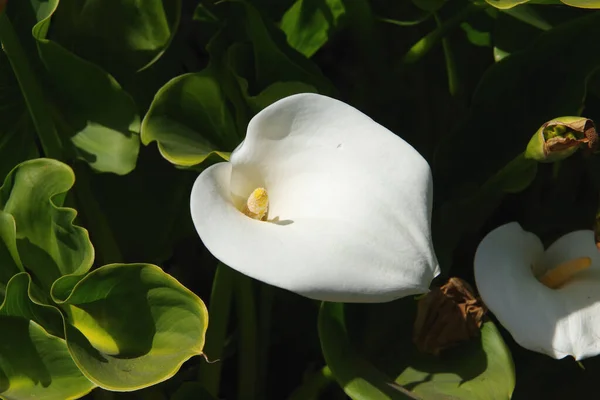 Lirios Blancos Calla Entorno Jardín Natural — Foto de Stock