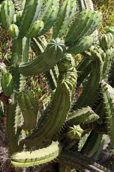Vista Cerca Enorme Cactus Creciendo Todas Direcciones —  Fotos de Stock