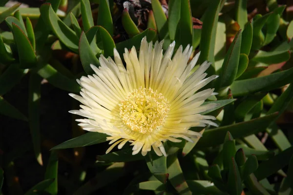 Gelbe Eispflanze Aus Der Nähe Gesehen — Stockfoto