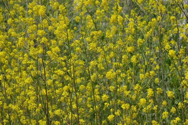 Žluté Květy Černých Hořčičných Rostlin Brassica Nigra Každoroční Non Nativní — Stock fotografie