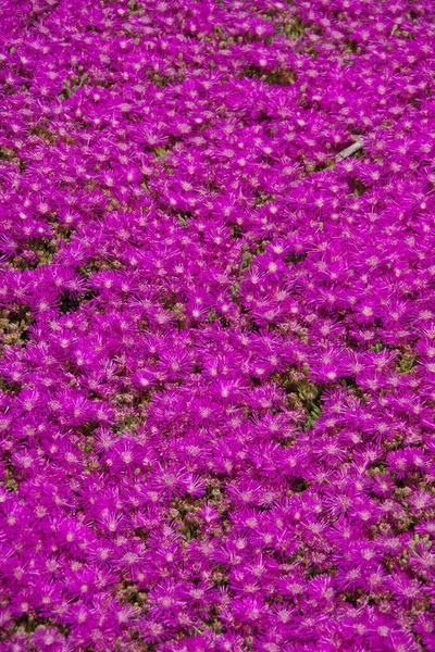 一片浓密的紫色中午花 — 图库照片