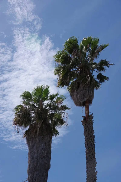 Zwei Große Fächerpalmen Sonnenlicht Unter Blauem Himmel — Stockfoto