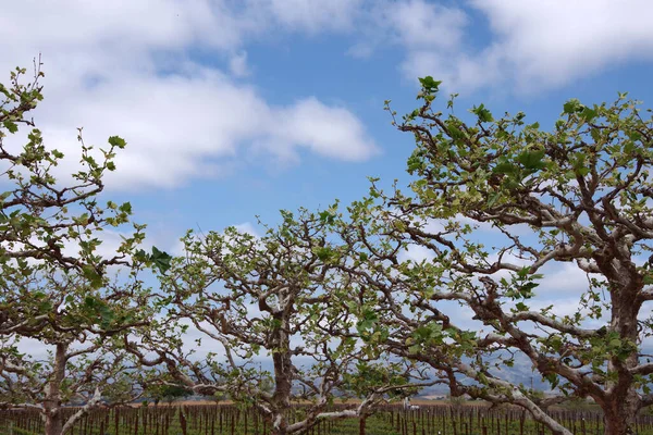 Árboles Sicomoro Viñedo California Primavera — Foto de Stock