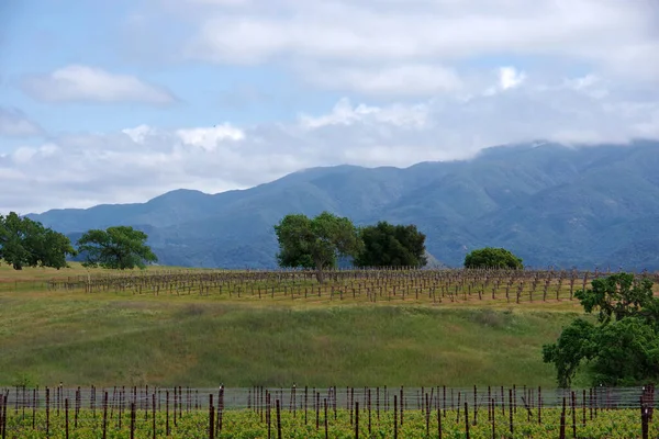 Vinhedo Com Árvores Montanhas Califórnia Paisagem Vale Santa Ynez Primavera — Fotografia de Stock