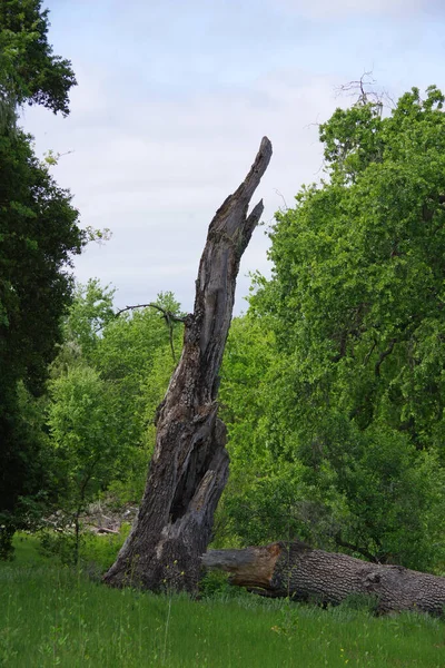 Brutna Och Fallna Döda Träd Santa Ynez Valley Landskap Våren — Stockfoto
