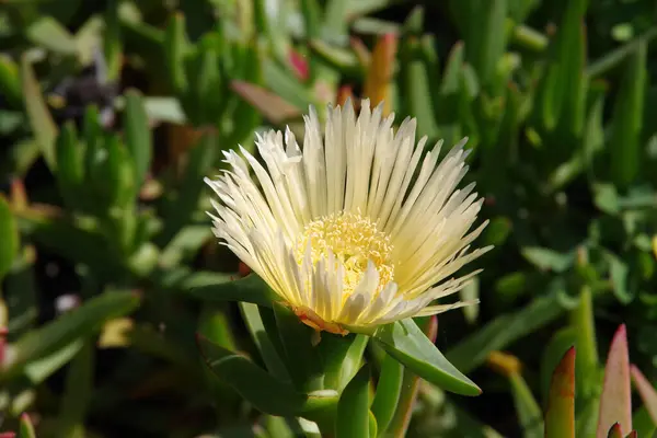 Sárga Jég Növény Virág Látható Közelről Nagy Szögből — Stock Fotó
