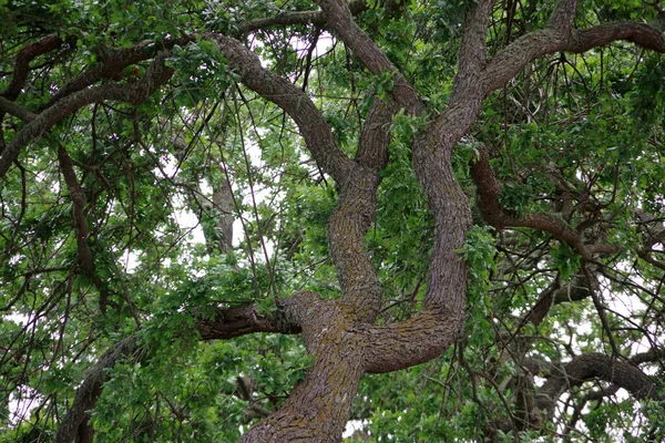 캘리포니아 나무의 왕관을 자세히 들여다 — 스톡 사진