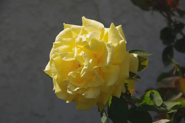 Widok Bliska Pełnego Żółtego Kwiatu Róży — Zdjęcie stockowe
