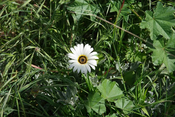 Einzelne Afrikanische Gänseblümchenblümchen Aus Der Nähe Von Oben Gesehen — Stockfoto