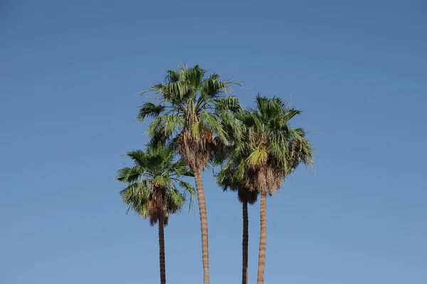 Crowns Group Four California Fan Palm Trees Blue Sky — Stock Photo, Image