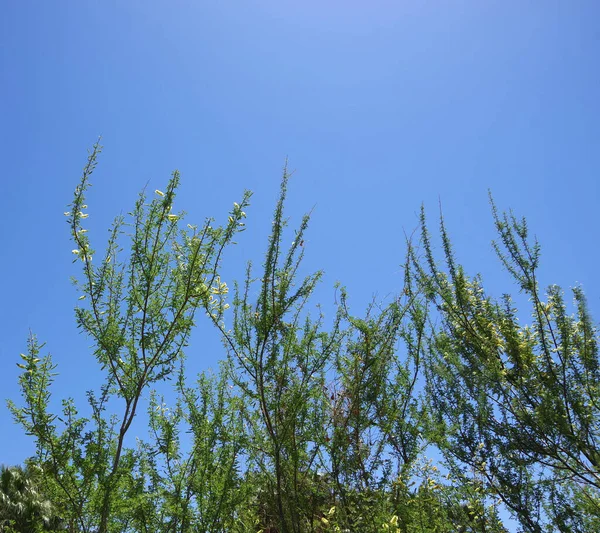 View Top Blooming Cercidium Desert Museum Palo Verde Tree Bright — Stock Photo, Image